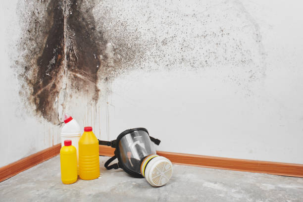 Best Mold Damage Repair  in Man, WV