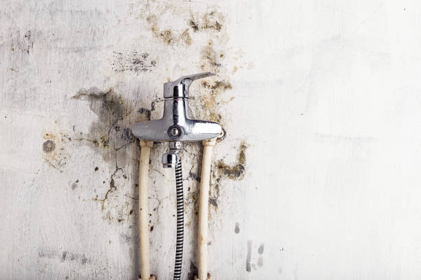 Best Professional Mold Removal  in Man, WV