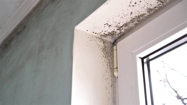 Best Emergency Mold Removal  in Man, WV