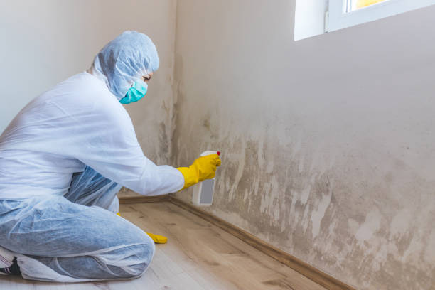 Best Local Mold Removal Service  in Man, WV