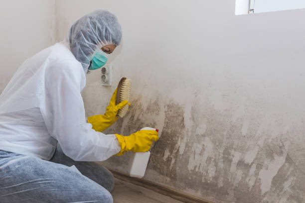 Best Affordable Mold Removal  in Man, WV