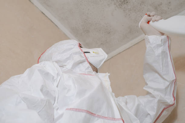 Best Fast Mold Removal  in Man, WV