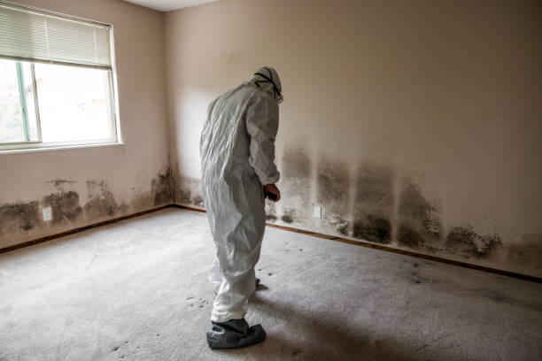 Home Mold Removal in Man, WV