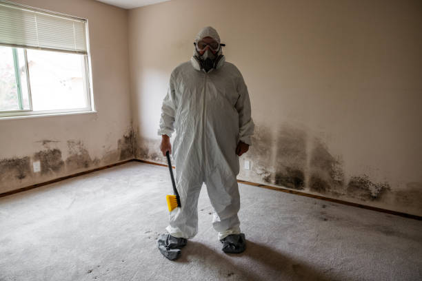 Best Office Mold Removal Services  in Man, WV